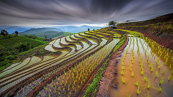 Rice Field, clouds, sprouts, slopes, water HD wallpaper
