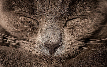 Animals, Cat, Eyes, Grey, Sight, Opinion HD wallpaper