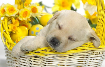 Dog in flower, animal, dog, puppy, flower, cachorro HD wallpaper