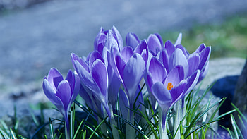 Spring, blossom, crocus, purple flowers HD wallpaper
