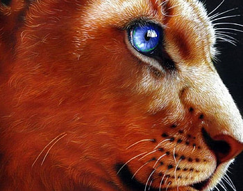 Blue Eyed Lion, blue, eyes, profile, lion HD wallpaper
