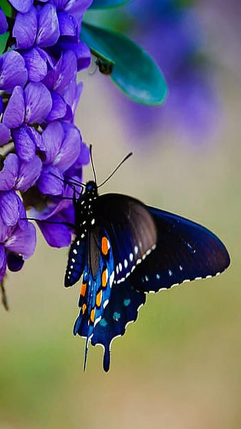Butterfly, Papillon, Papillon Butterfly HD phone wallpaper
