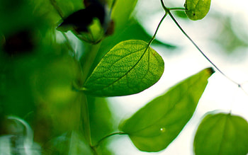 Plants, Leaves, Macro, Branch HD wallpaper