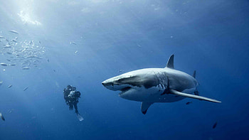 Diver, Great White Sharks HD wallpaper