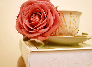 Flowers, Flower, Rose Flower, Rose, Bud, Cup, Book HD wallpaper