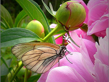 Butterfly on Flower, beautiful, butterfly, , flower HD wallpaper