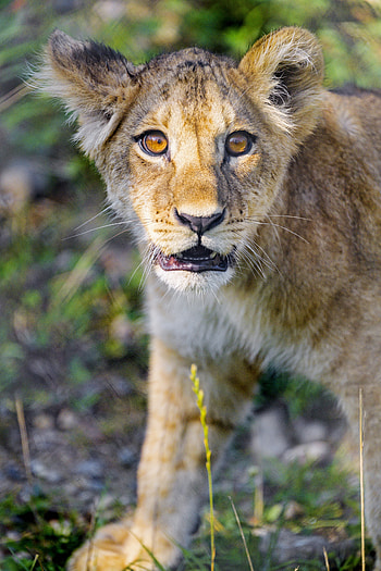 Animals, Young, Muzzle, Lion, Sweetheart, Nice, Joey, Lion Cub HD phone wallpaper