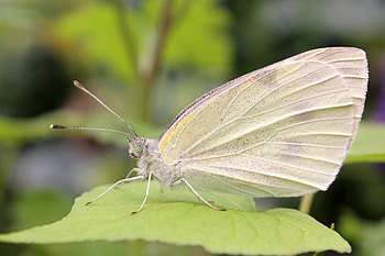 Macro, Sheet, Leaf, Butterfly HD wallpaper