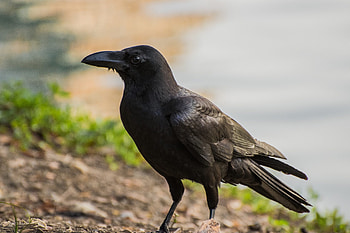 Corvus macrorhynchos, Crows HD wallpaper