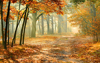 Maple trees landscape, Forest, , Nature HD wallpaper