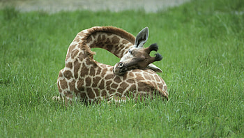 afternoon nap, nap, grass, giraffe, green HD wallpaper