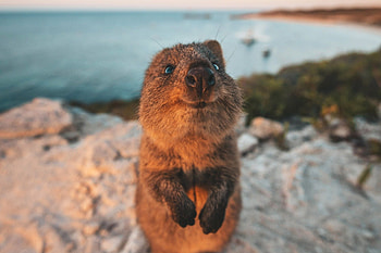 Quokka trivia, Animal facts, Quokka statistics, Interesting information HD wallpaper