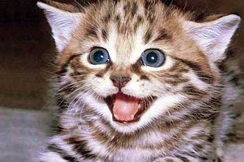 Happy Cat, cool, happy, cat HD wallpaper