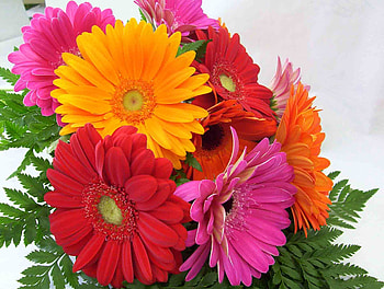 Bunch of flowers, gerberas, orange, Pink, Red HD wallpaper