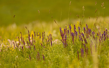 Grass, Macro, Shine, Light, Field HD wallpaper