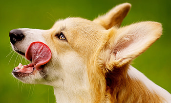 Profile, Corgis HD wallpaper