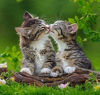 Sweet Kiss, graphy, animals, cats, cool, nature HD wallpaper