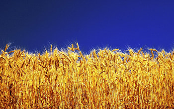 Landscape, Wheat HD wallpaper