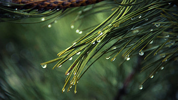 Branch, Pine Trees HD wallpaper