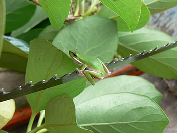 LITTLE FROG ON PRUNING SAW BLADE, cute, leaves, saw, frog HD wallpaper