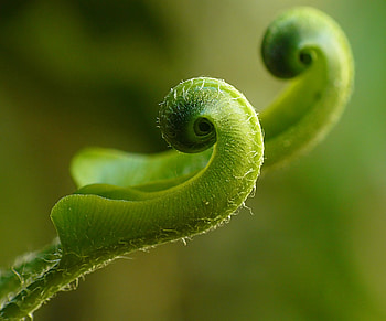 Plant, Macro, Fern HD wallpaper
