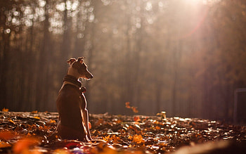 Animals, Nature, Autumn, Leaves, Forest, Dog HD wallpaper