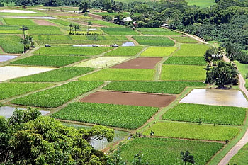 Hanalei National Wildlife, Hawaii, trees, patchwork, field, green HD wallpaper