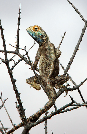 Animals, Wood, Tree, Branches, Reptile, Scales, Scale, Iguana HD phone wallpaper