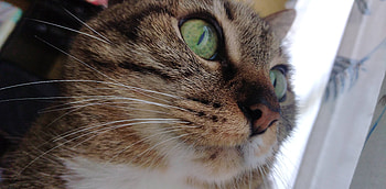 Gatos, Mascotas, Gato HD wallpaper