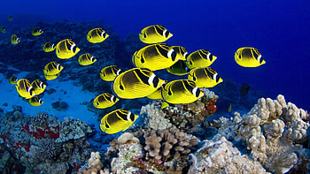 pics fish yellow marine sea background HD wallpaper