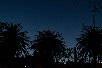 Night, Palms, Dark, Silhouettes, Outlines HD wallpaper