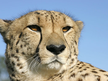 Cheetah, animal, feline, wildlife HD wallpaper