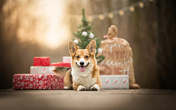 Christmas, Corgis HD wallpaper