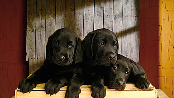 Black Lab Puppies, barn, pups, steps, dogs, puppies, Firefox Persona theme, black labradors, trio, retriever HD wallpaper