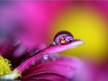 Dew On Petal, abstract, graphy, other, dew, petal HD wallpaper