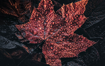 maple red leaf, autumn leaf, rain, water drops on a leaf, maple leaf HD wallpaper