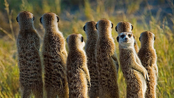 Meerkats animals, Africa mammals, Resolution id145078 HD wallpaper