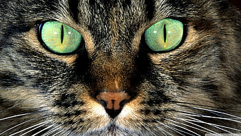 cat face, face, tabby, cat, close up HD wallpaper