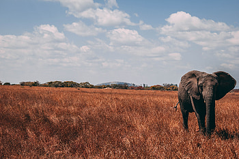 Animals, Grass, Stroll, Elephant, Trunk HD wallpaper