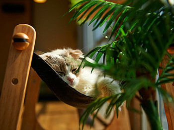 Cute cat sleeping, cute, cat, pet, animals HD wallpaper
