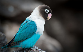 Love Bird, lovebird, birds HD wallpaper
