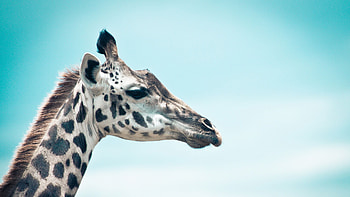 Graceful giraffe silhouette, Majestic muzzle profile, Serene sky backdrop, African wildlife HD wallpaper