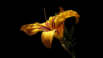 Daylily, portrait, flower HD wallpaper