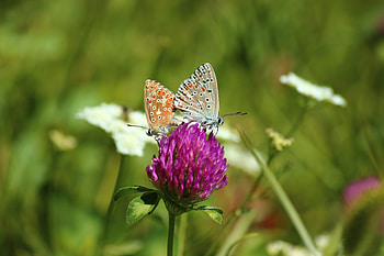 Butterflies, Grass, Macro, Bud, Blur, Smooth, Clover HD wallpaper