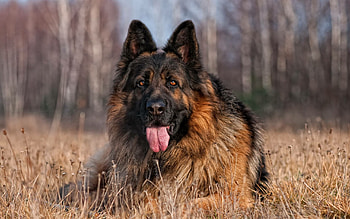 German Shepherd, German Shepherd , Expert HD wallpaper