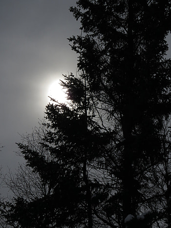 Nature, Trees, Sun, Twilight, Dusk, Bw, Chb HD phone wallpaper