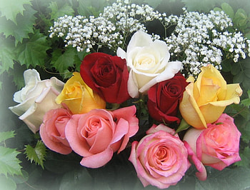 Roses in Mist, mist, babys breath, flowers, roses HD wallpaper