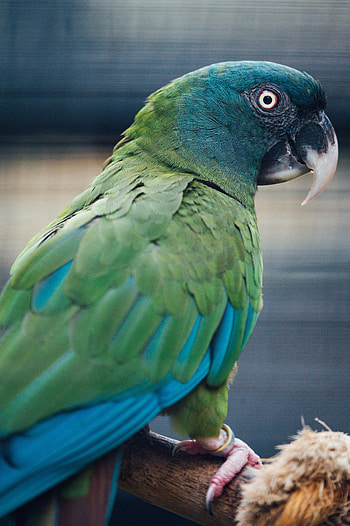 Animals, Parrots, Bird HD phone wallpaper