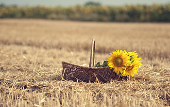 Summer, basket, flowers, field HD wallpaper