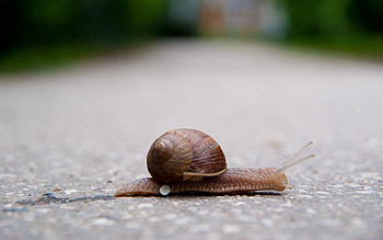 Animals, Road, Crawl, Snail, Carapace, Shell HD wallpaper